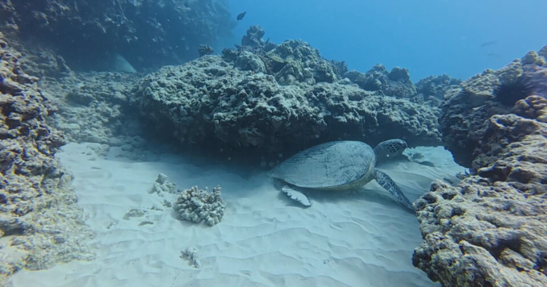 Under Hawaii's warming blue ocean, many once-colorful coral reefs are bleached white