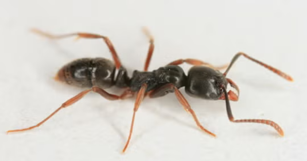 Asian needle ants with a potentially fatal sting have spread across multiple states. Here's what to know.