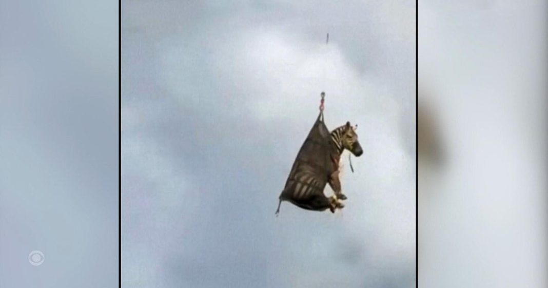 Escaped zebra captured in Tennessee