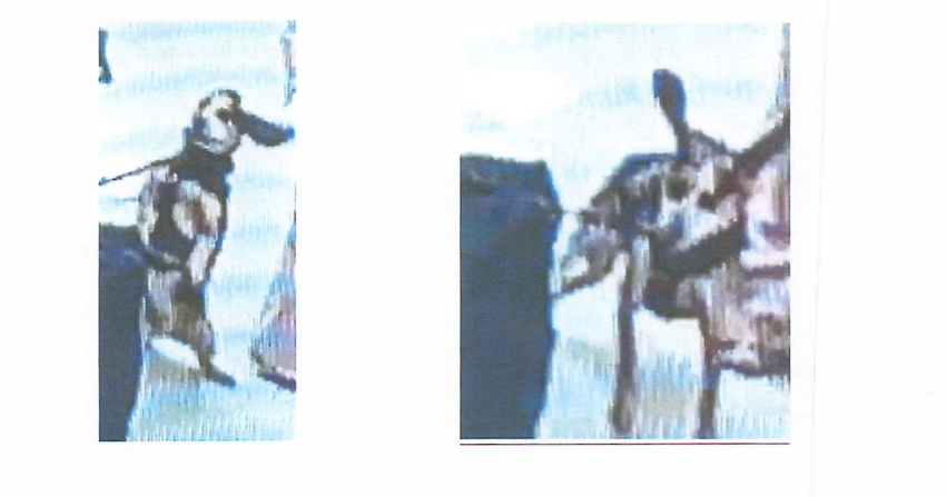 Man accused of kicking K9 at Dulles International Airport so hard 