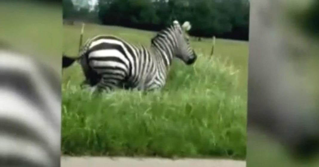 Pet zebra on the run in Tennessee after escaping and 