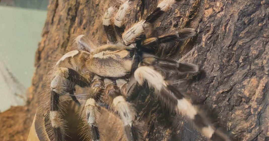 Tarantula mating season starts soon. Here are the states where the spiders will be most prevalent